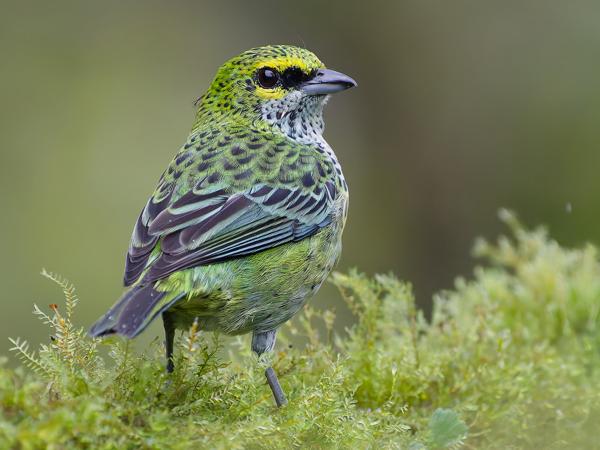 <h3><a href="/trips/costa-rica/biota/animalia/chordata/aves/040 passeriformes/127 thraupidae/tangara guttata/tangara guttata-nl.html">Tangara&nbsp;guttata</a> / Speckled&nbsp;tanager / Spikkeltangare</h3>OM-1 Mark II met OLYMPUS M.150-400mm F4.5, 1/1600 sec  bij F4.5, ISO 10000, afstand 5.03&nbsp;m